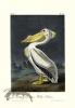 American White Pelican